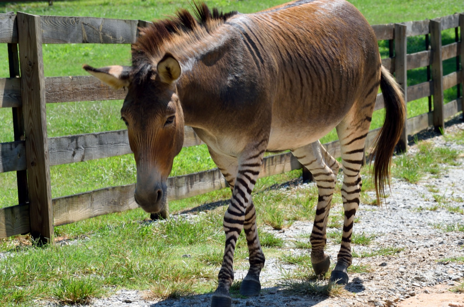 Zonkey