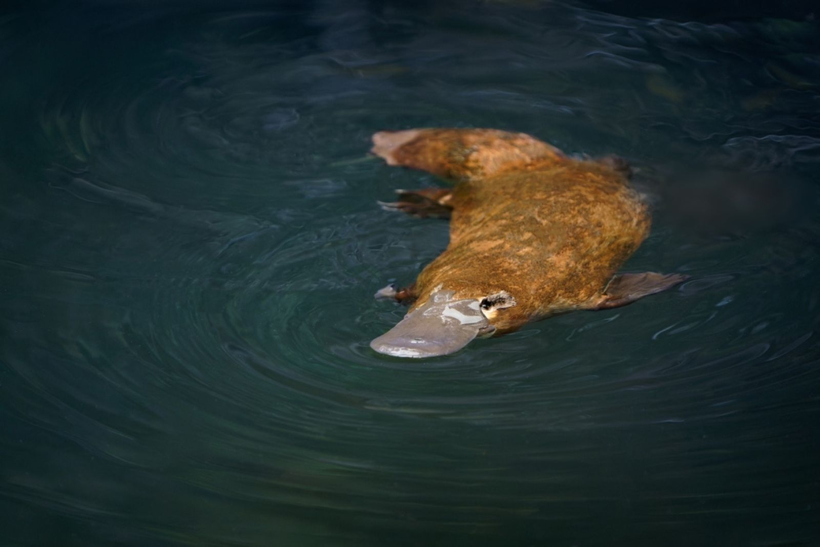 a Platypus