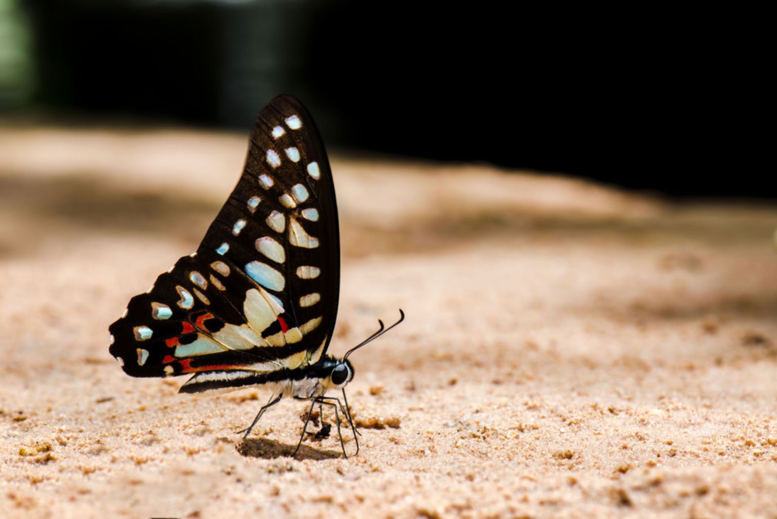 a buttterfly on the ground