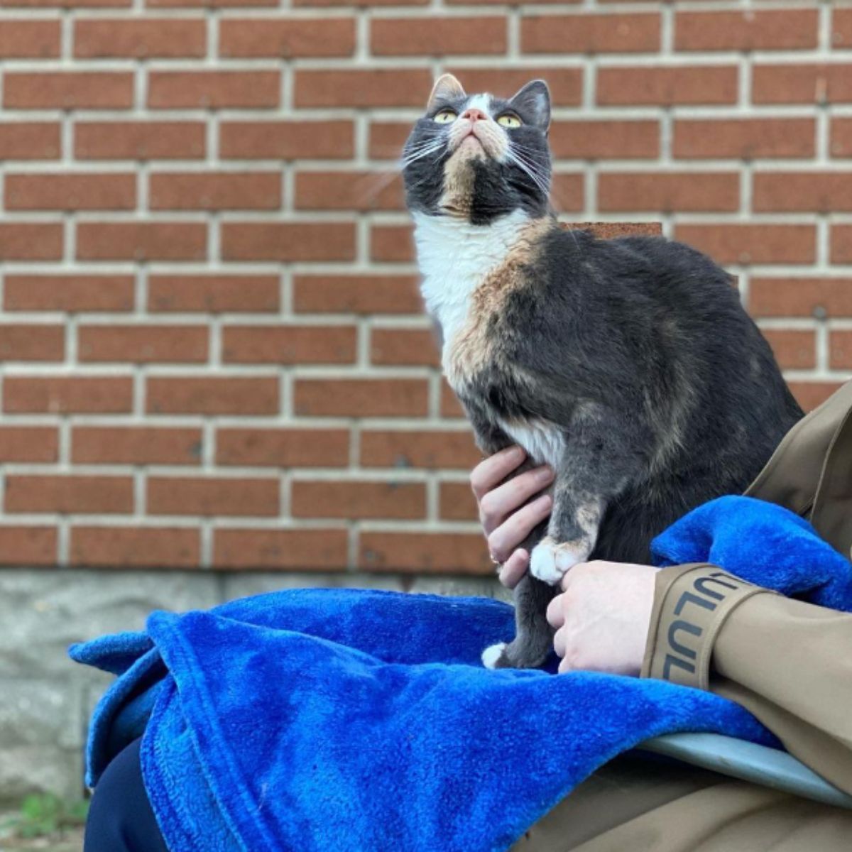 a cat sitting in womans lap and looking up