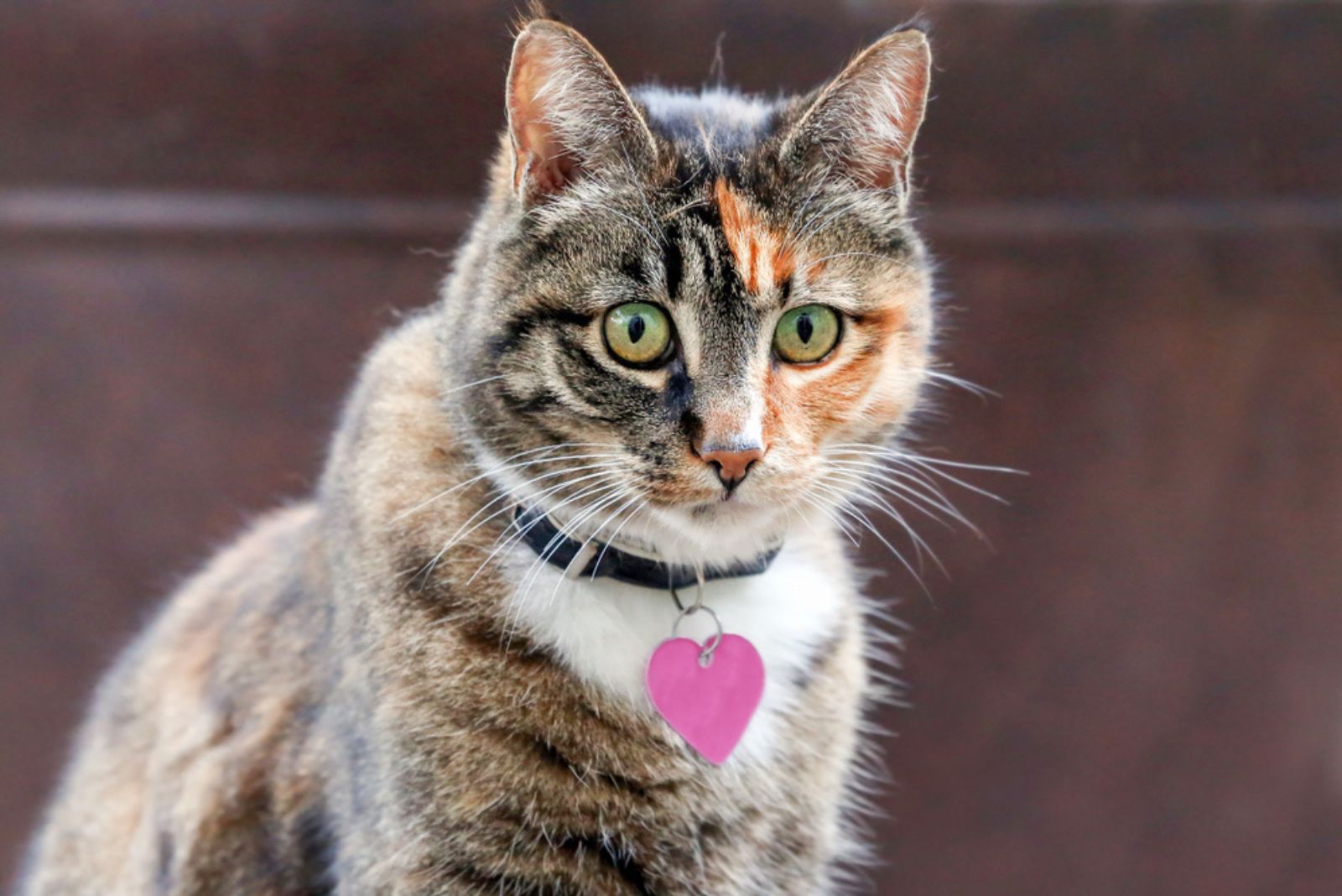 a cat with gps necklace