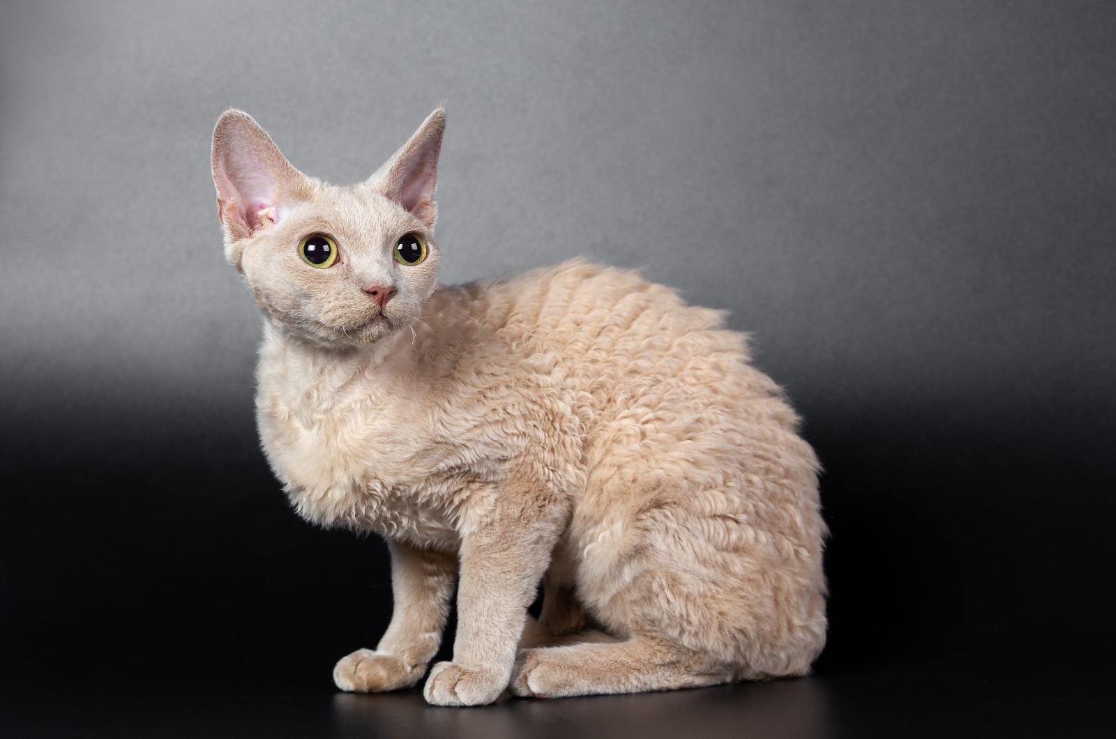 a cat with shaved hair