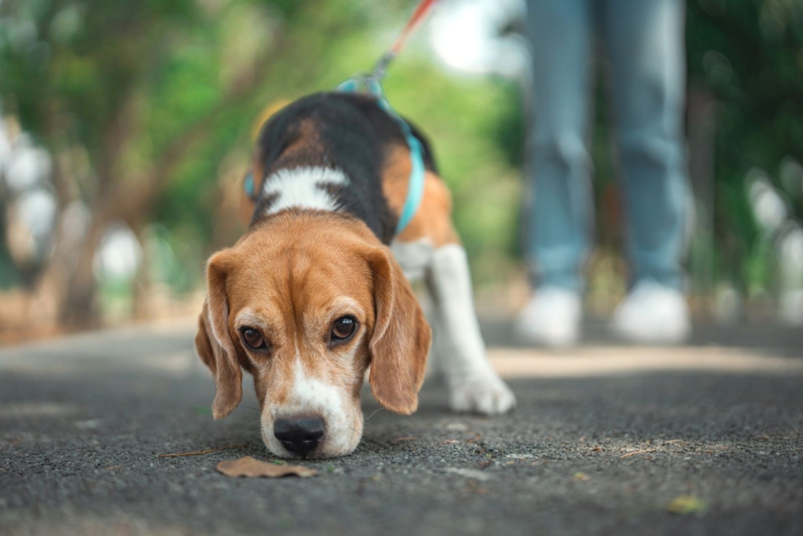 a dog sniffing