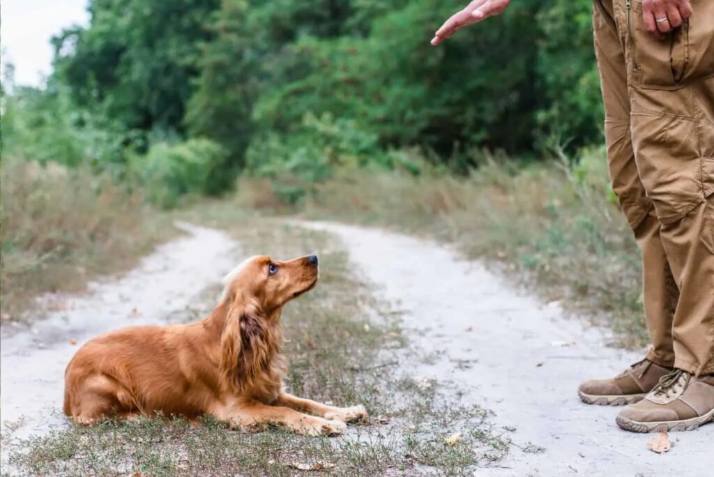 a man is training a dog