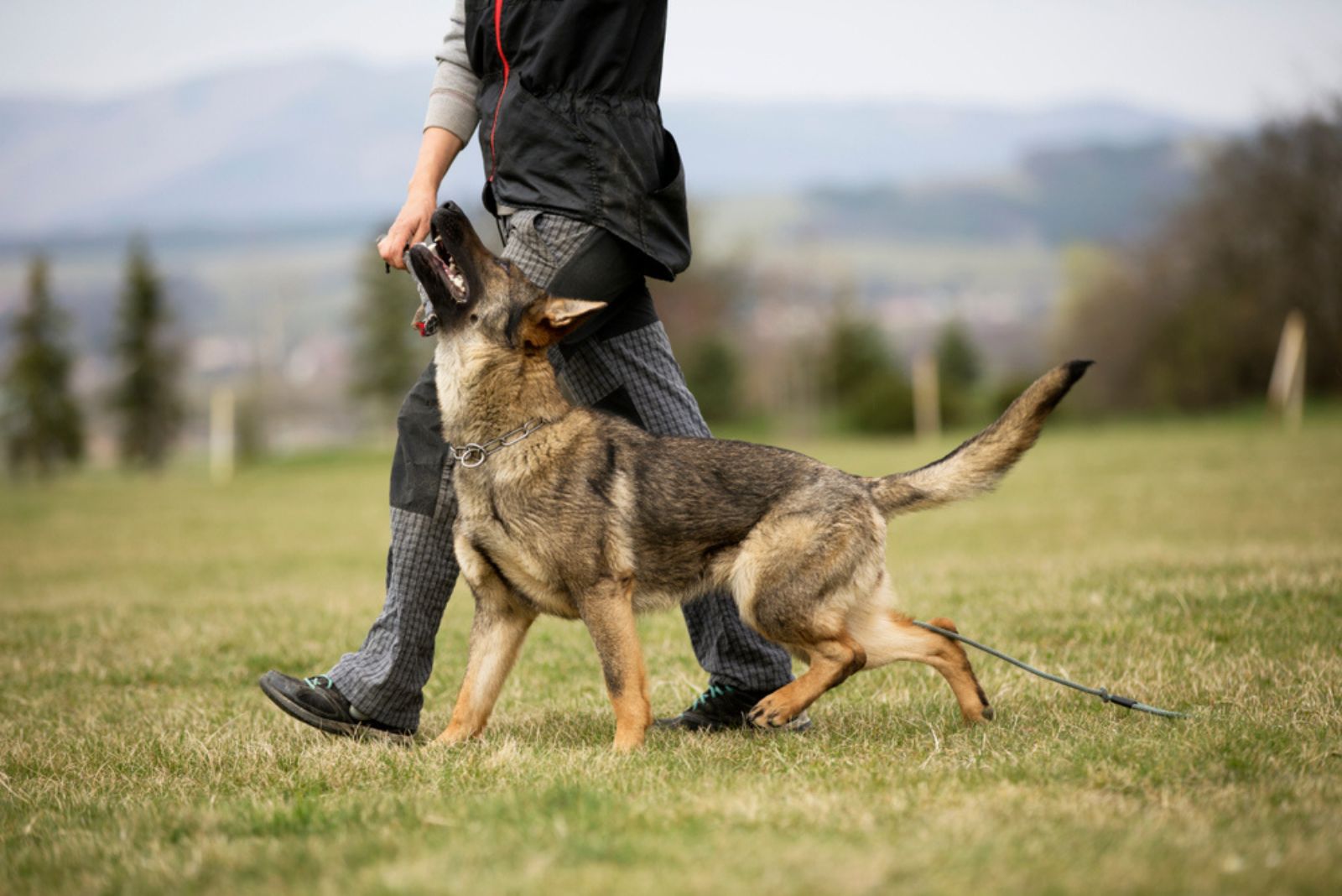 a man training german shepherd