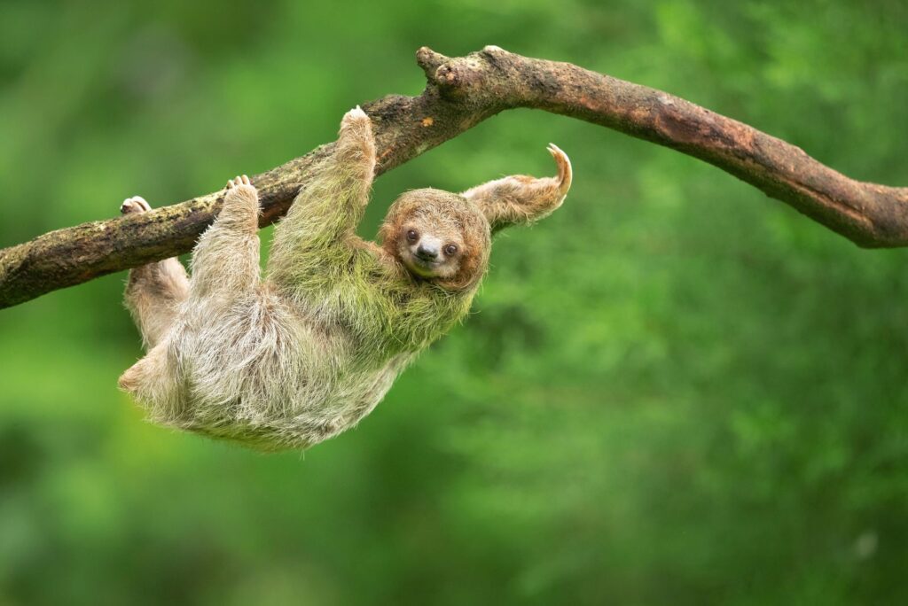 a shaggy animal hangs on a branch