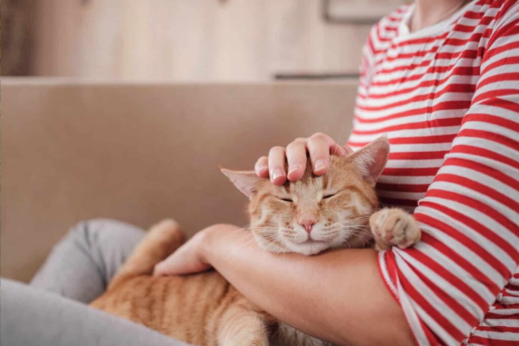 a woman relaxes with a cat in her arms