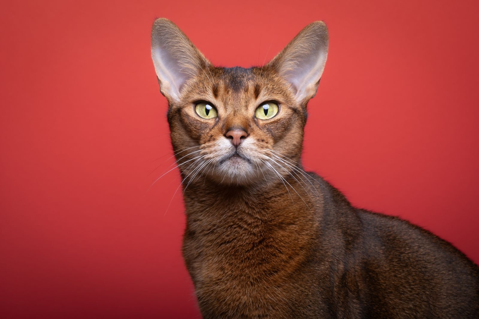 abyssinian cat