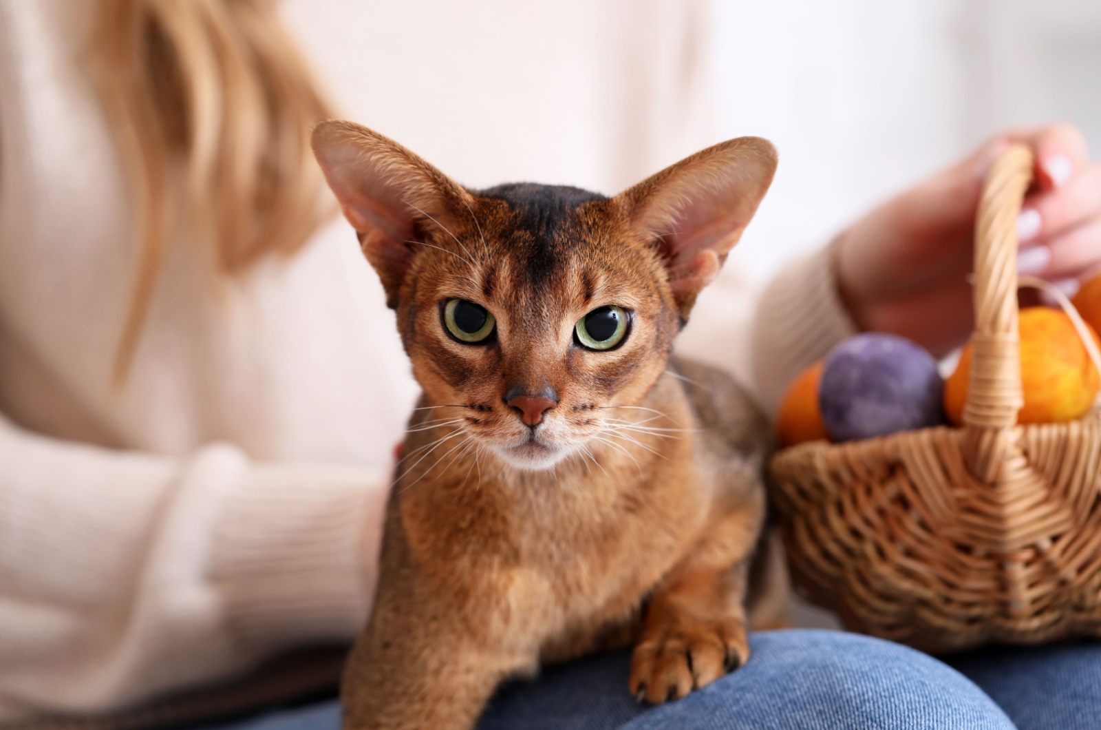 abyssinian