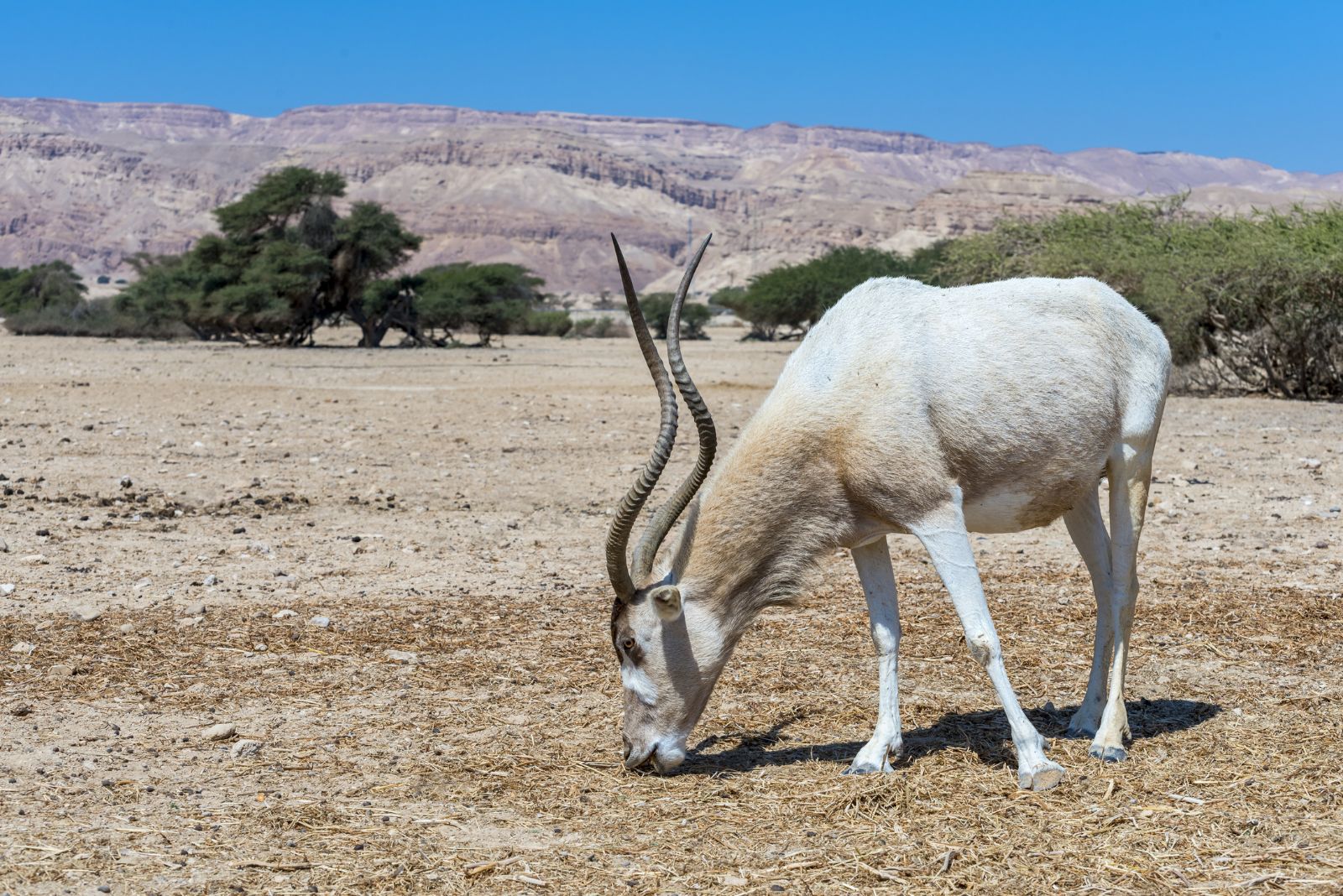 addax antelope