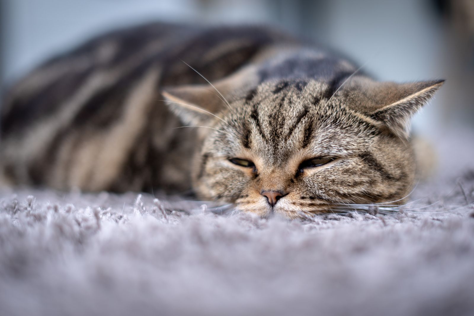 adorable gray cat