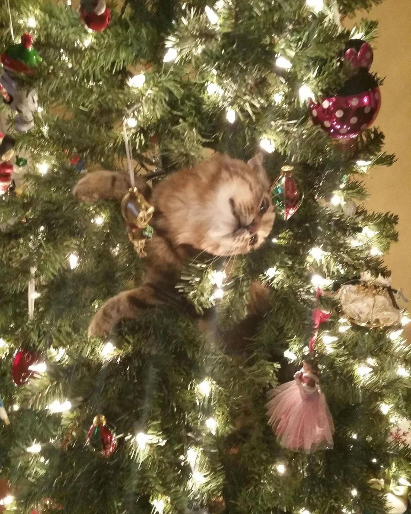 adorable kitten stuck in a Christmas tree