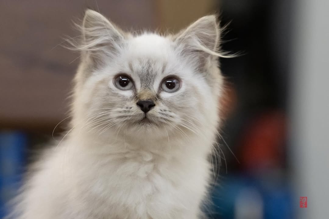 adorable persian ragdoll kiten