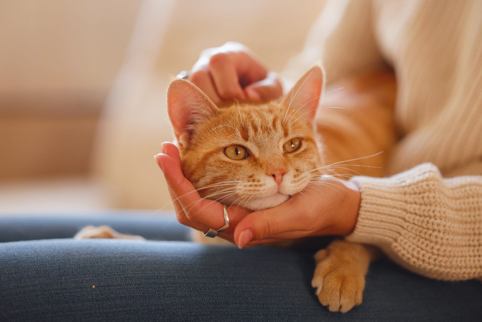 affectionate ginger cat