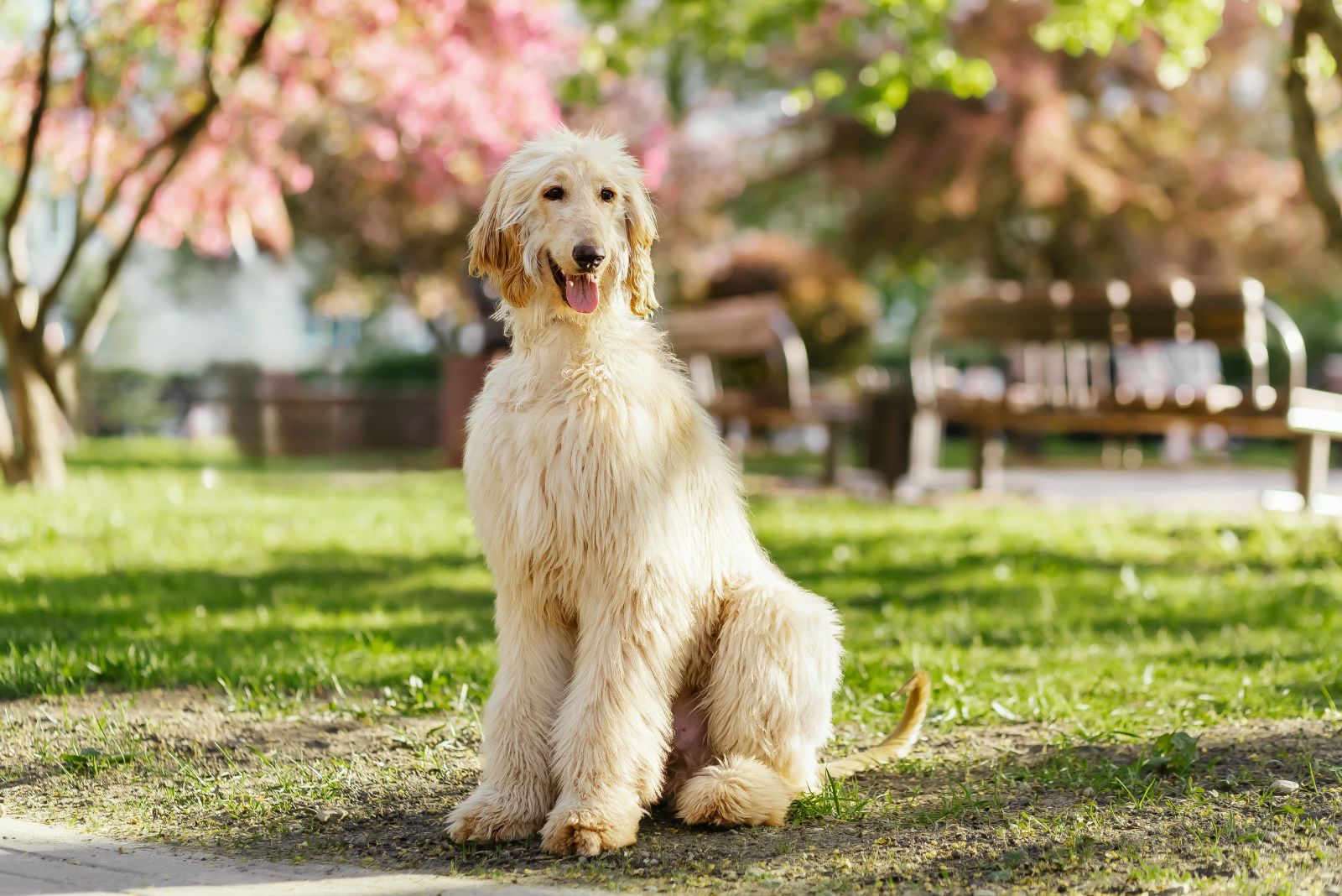 afghan hound