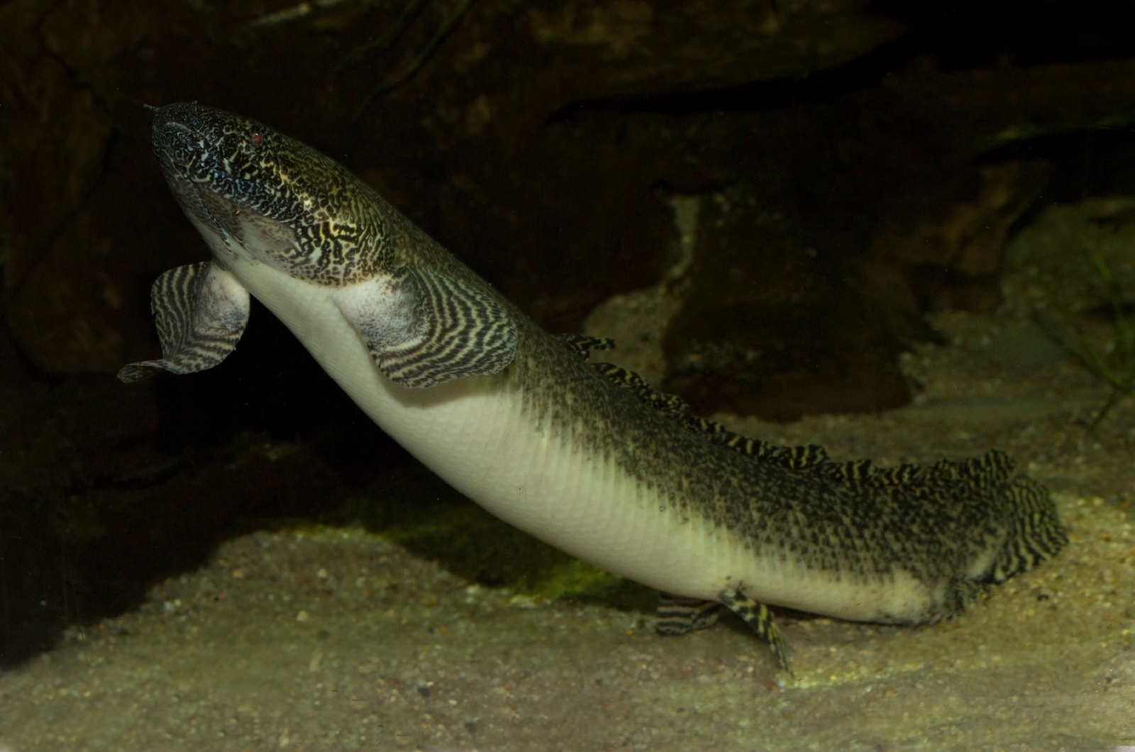 african lungfish