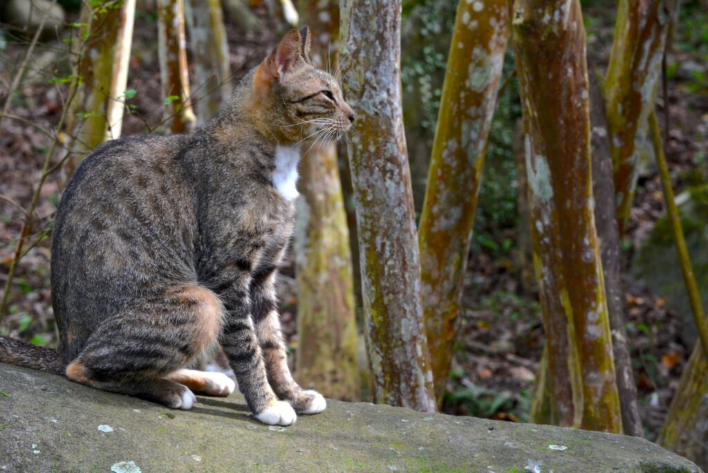 agouti cat