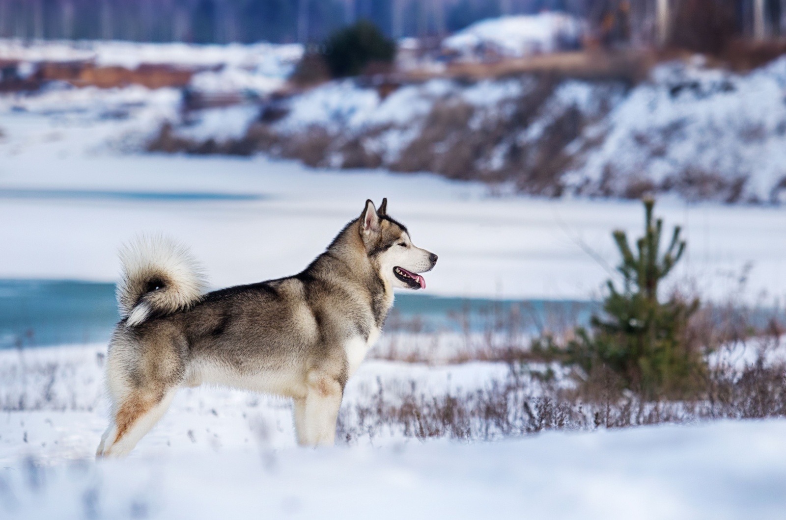 alaskan malamute