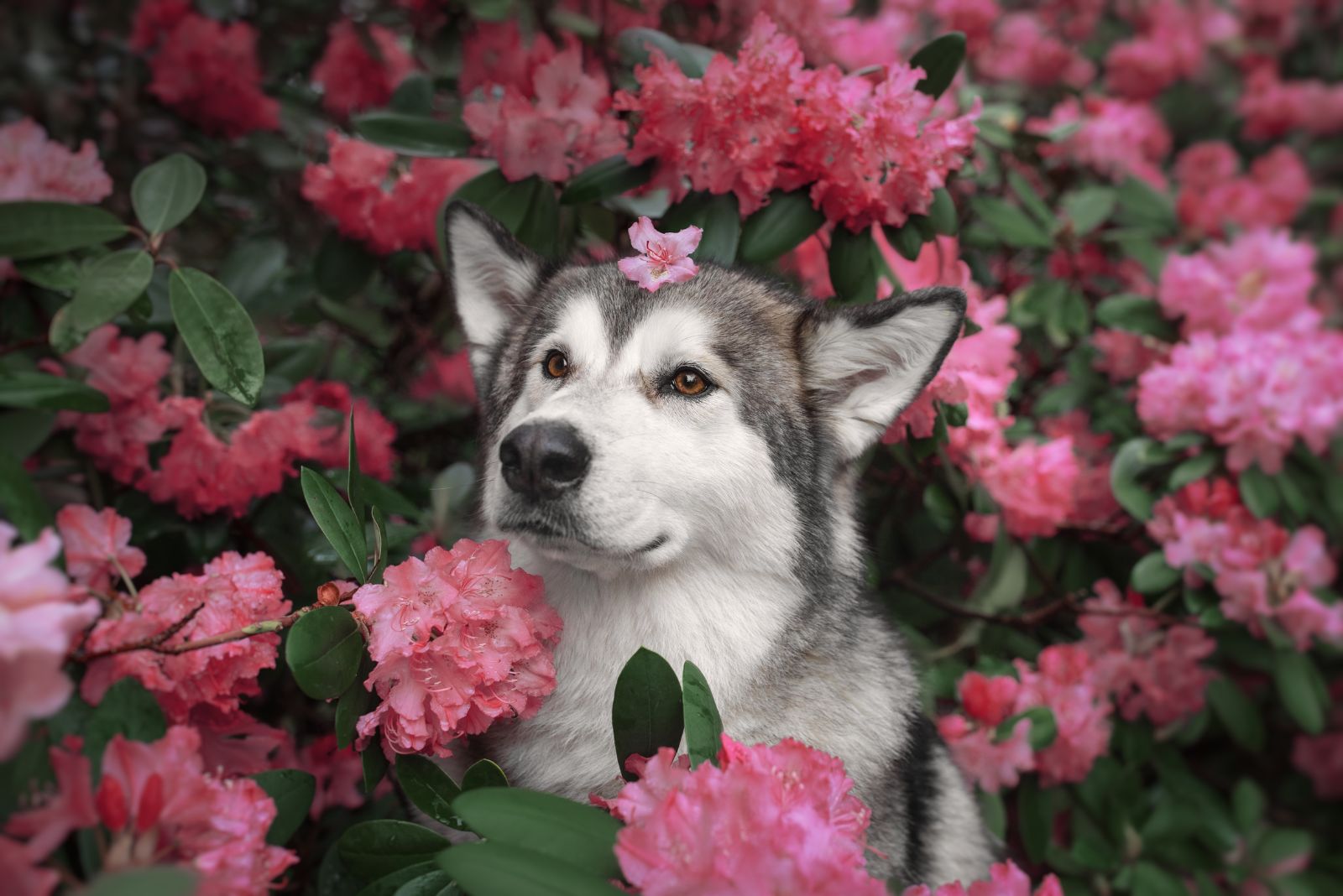 alaskan malamute