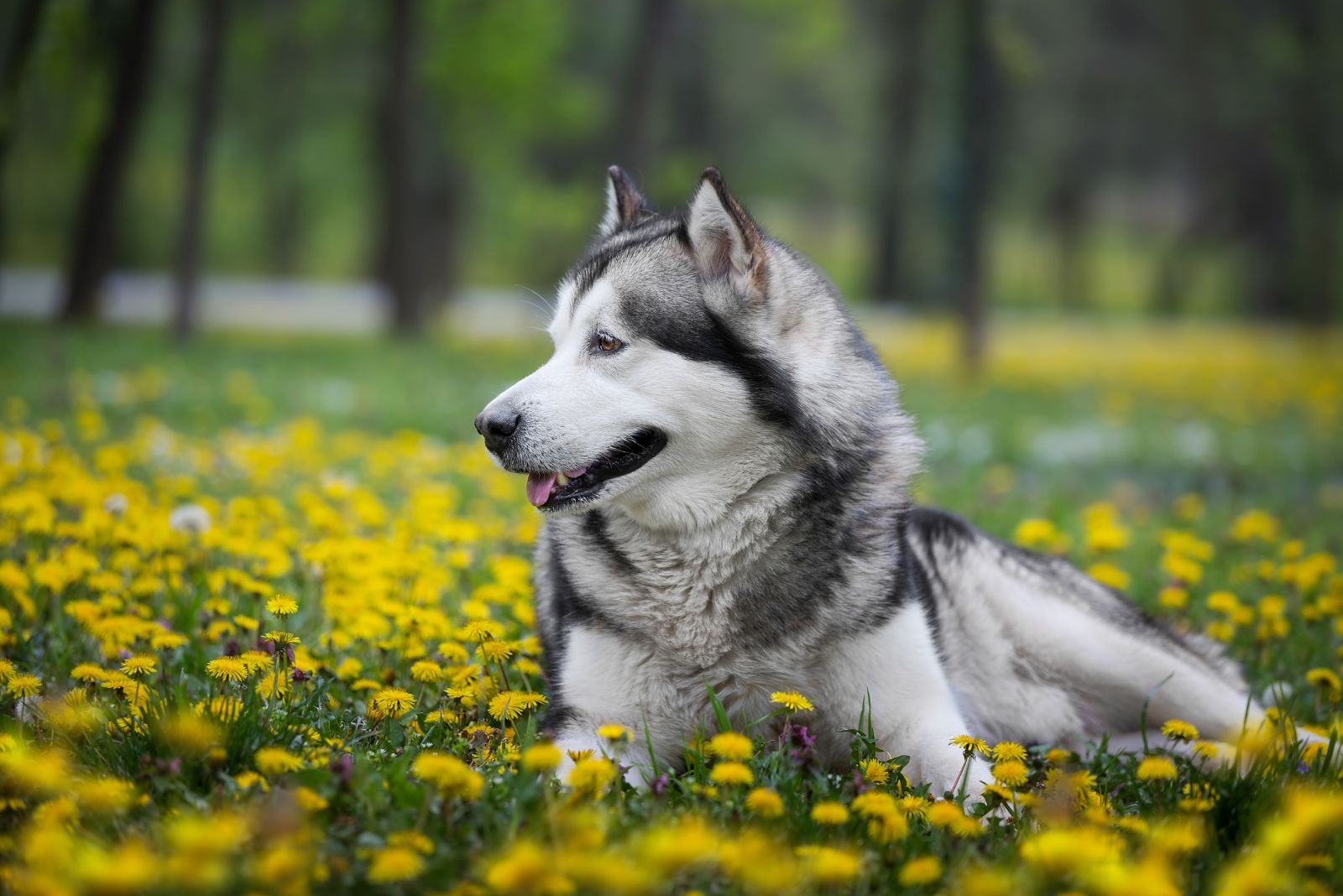 alaskan malamute