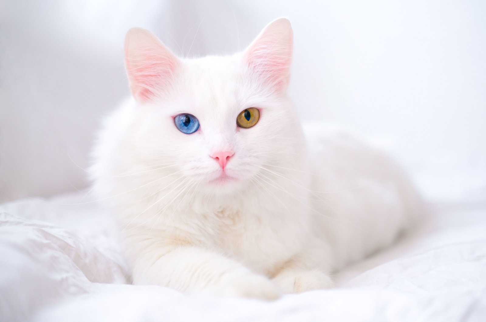 albino cat