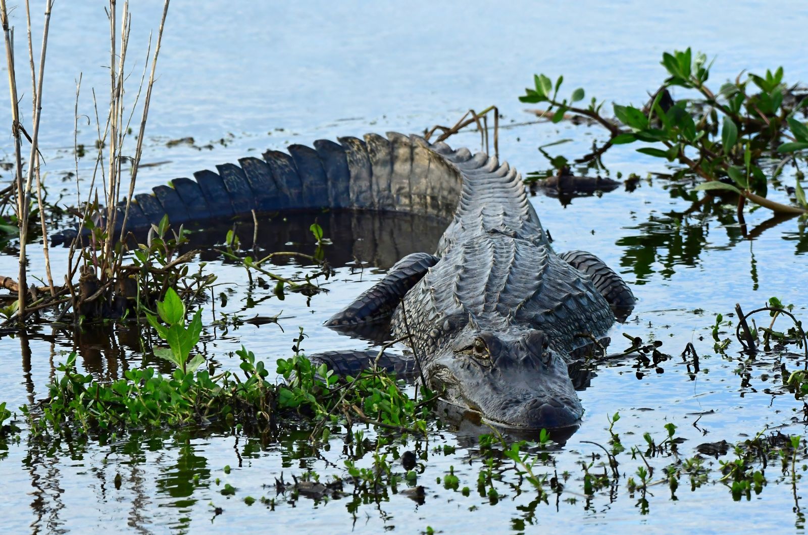 aligator in the water