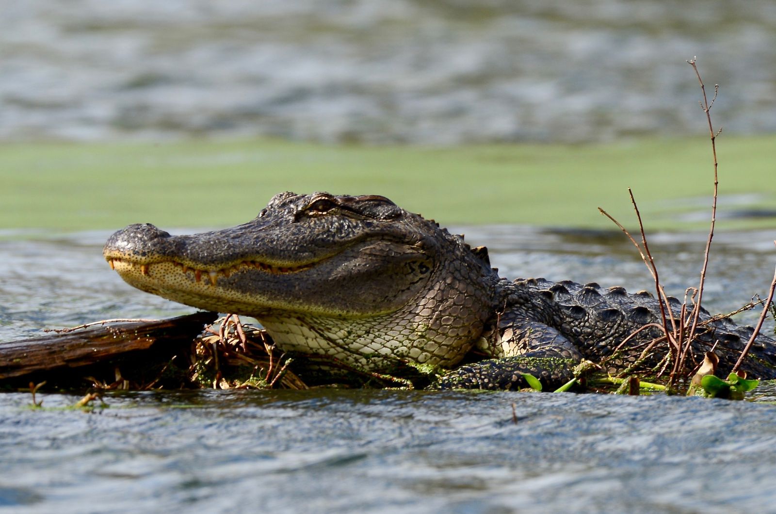 aligator peeks from lake