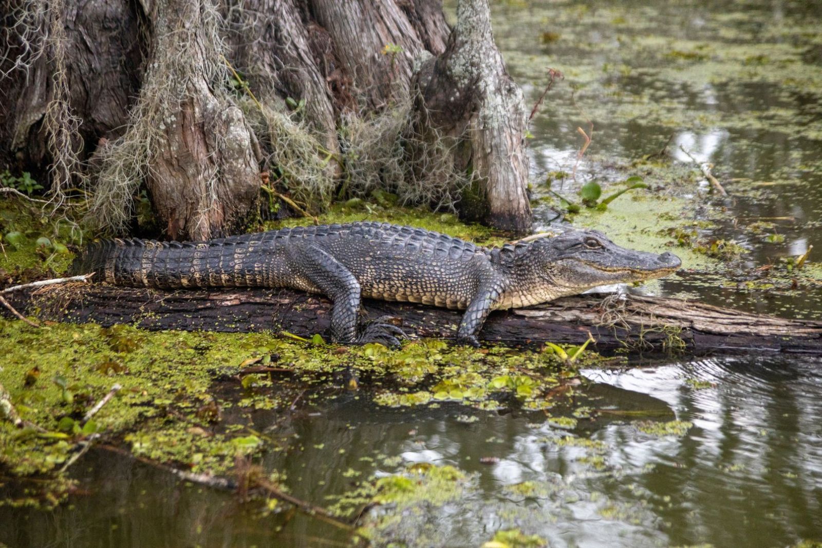 alligator laying on tree log