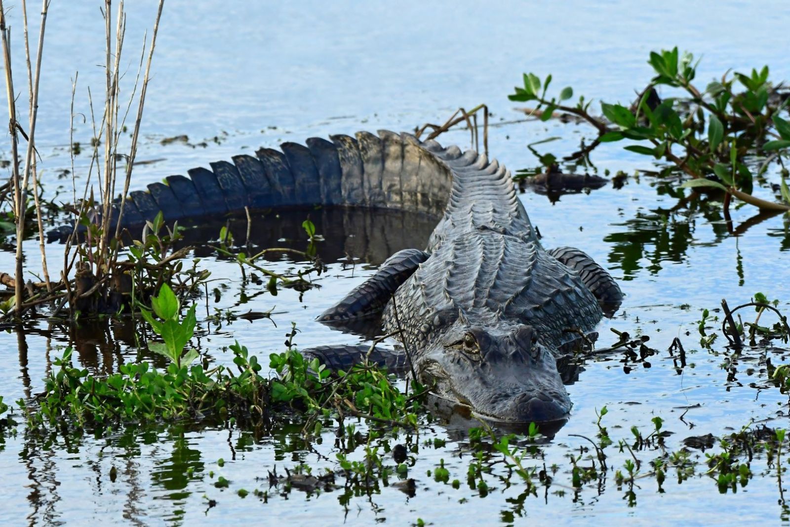 alligator lurking from lake