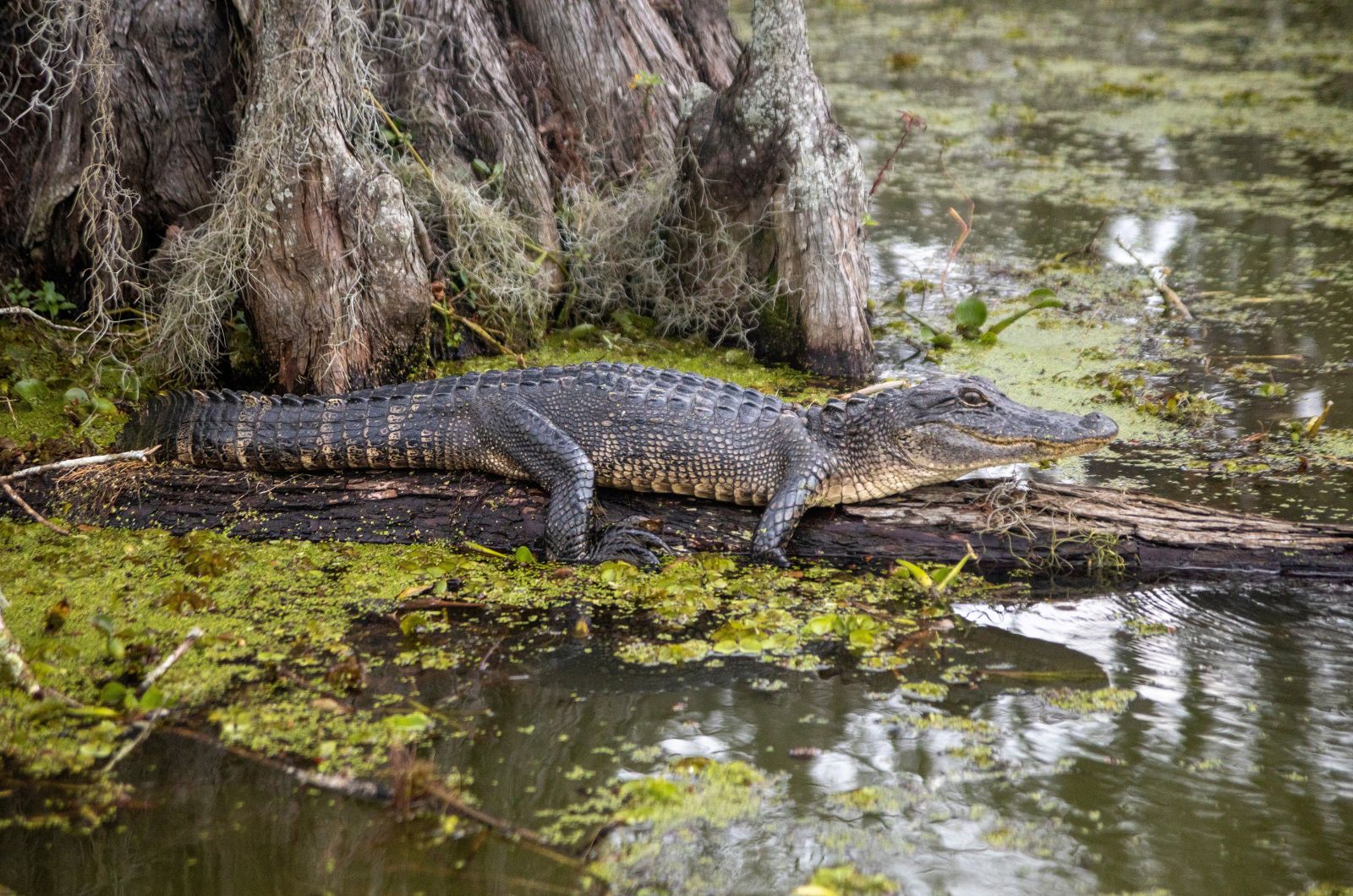 alligator standing