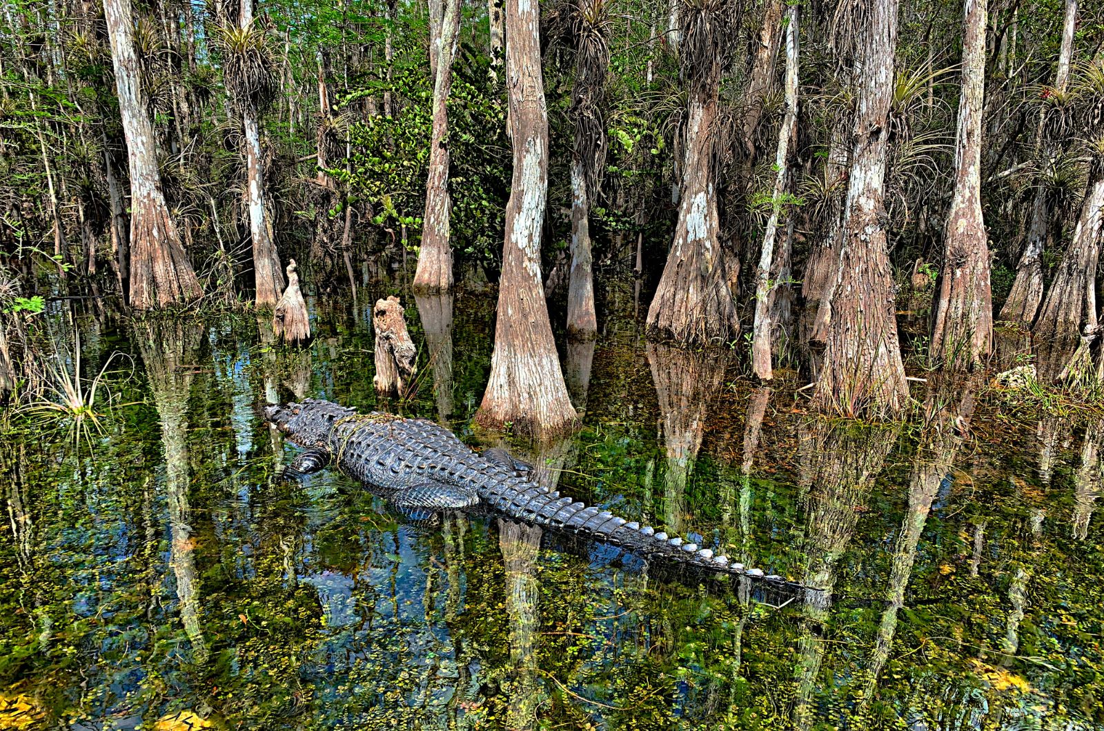 alligator walking on water