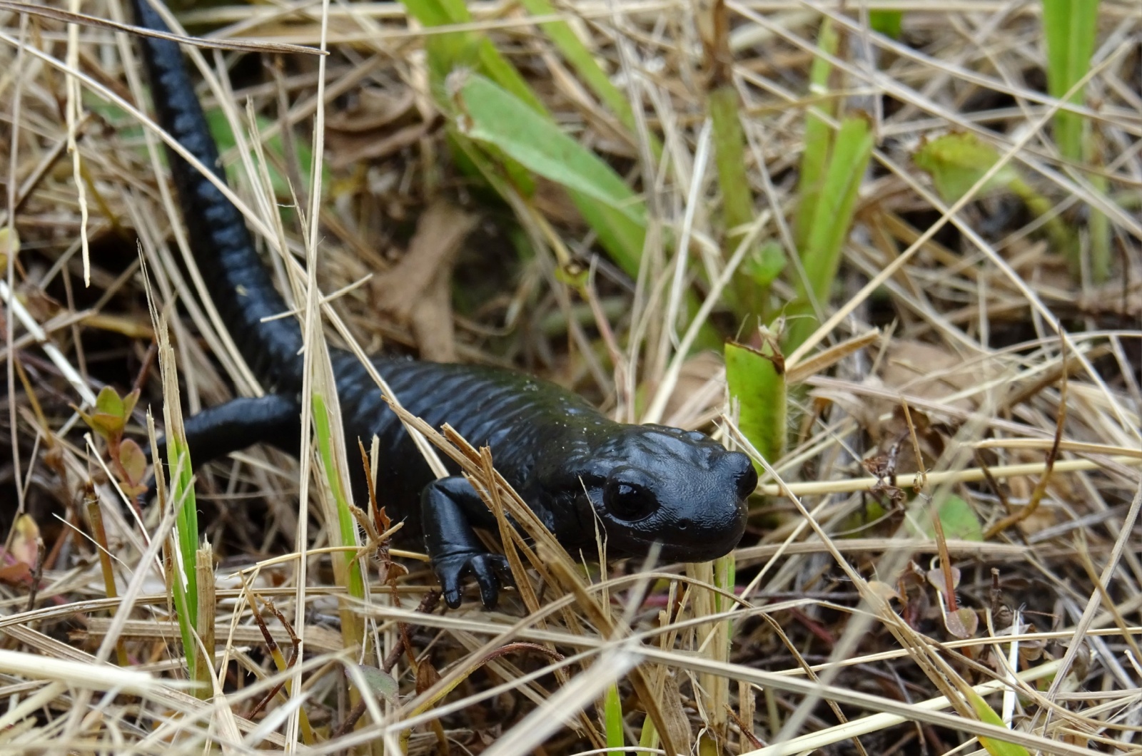 alpine salamander