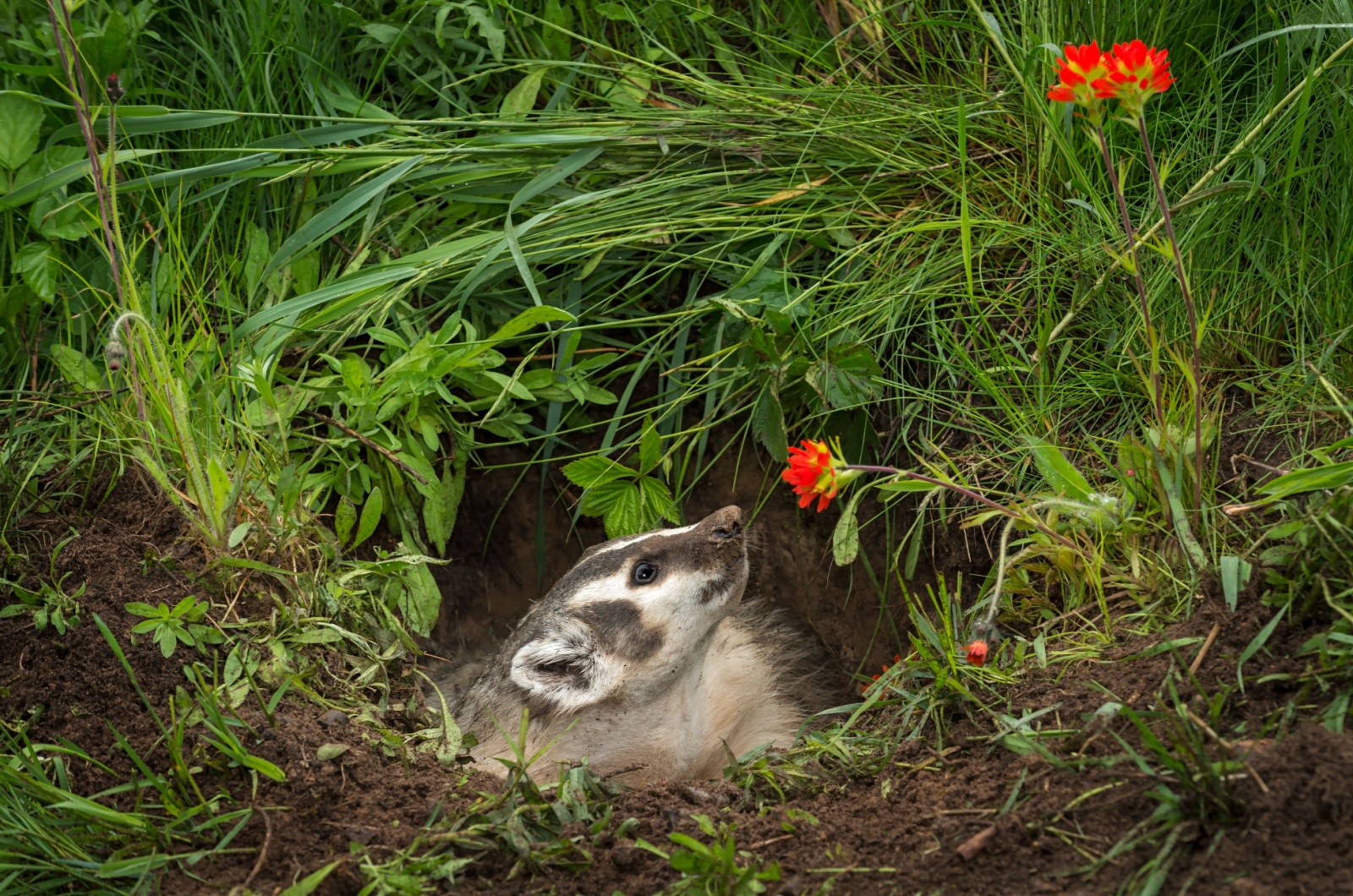 american badger