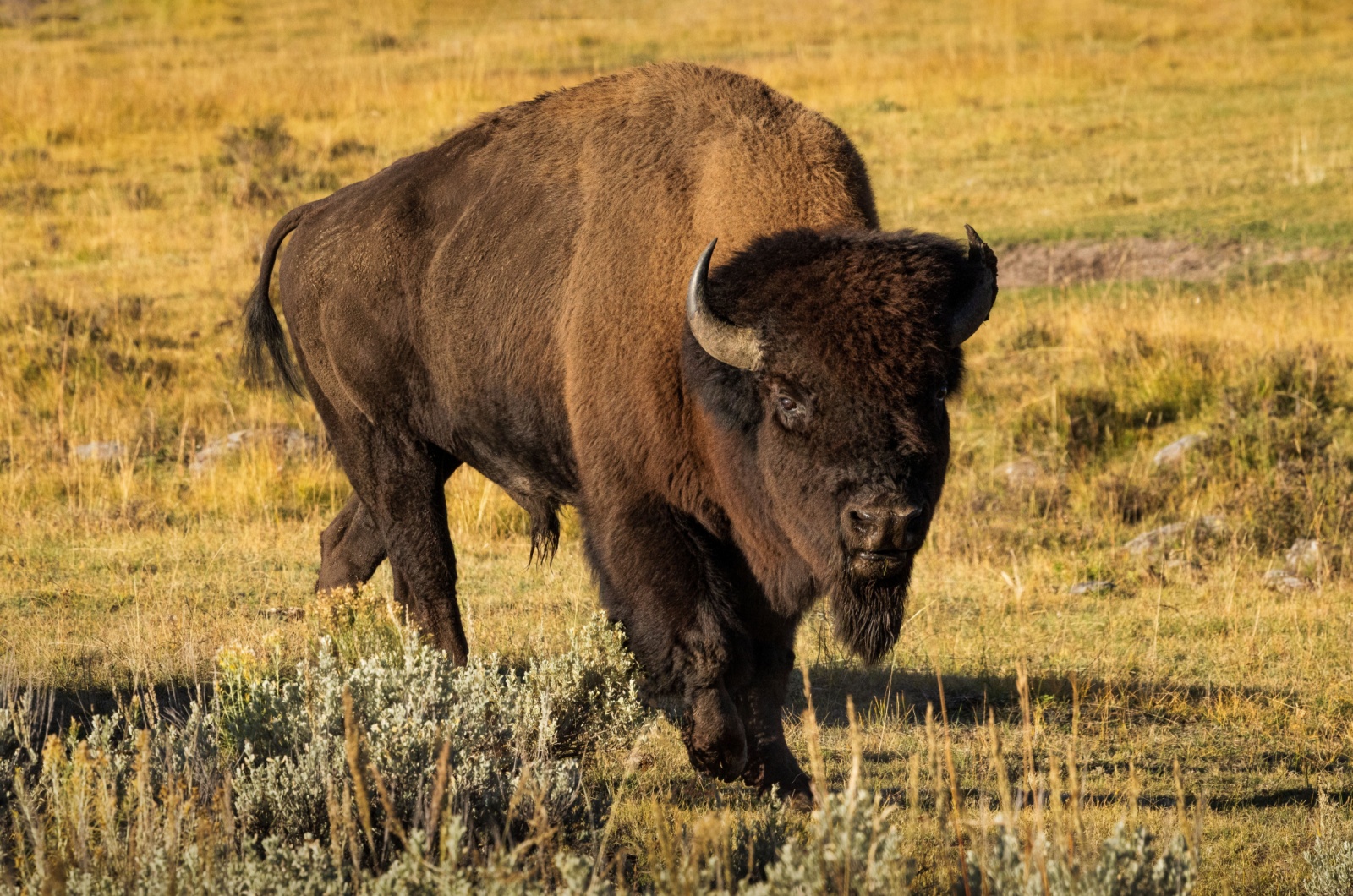 american bison