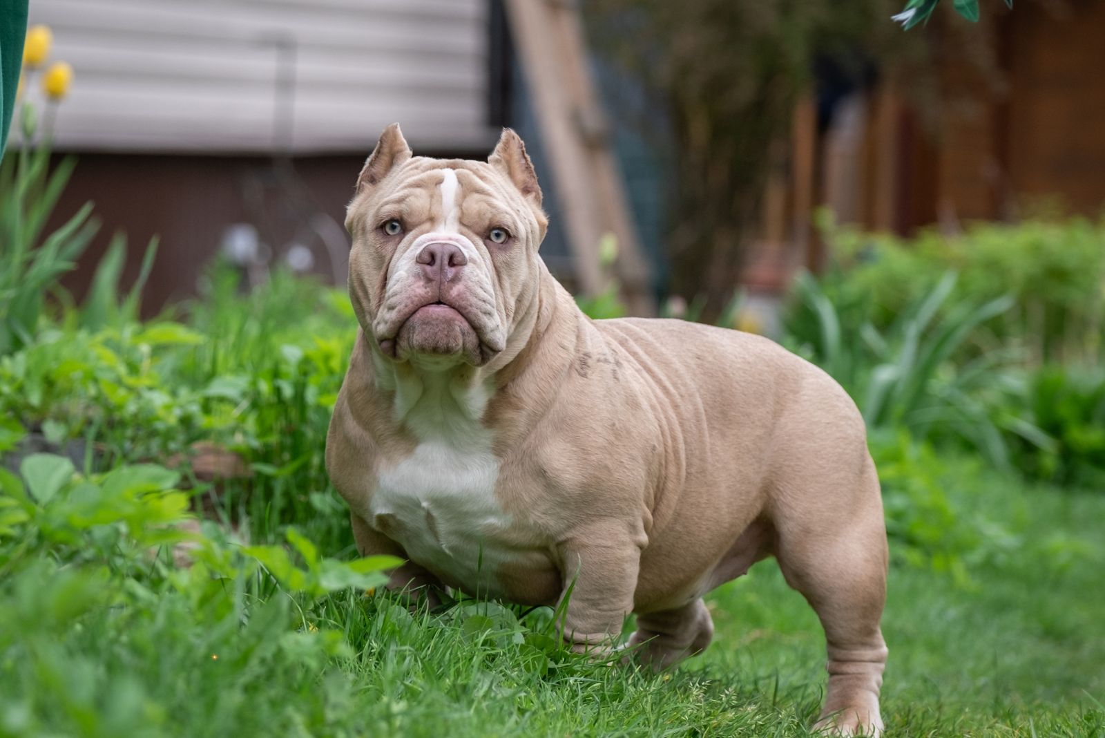 american bulldog