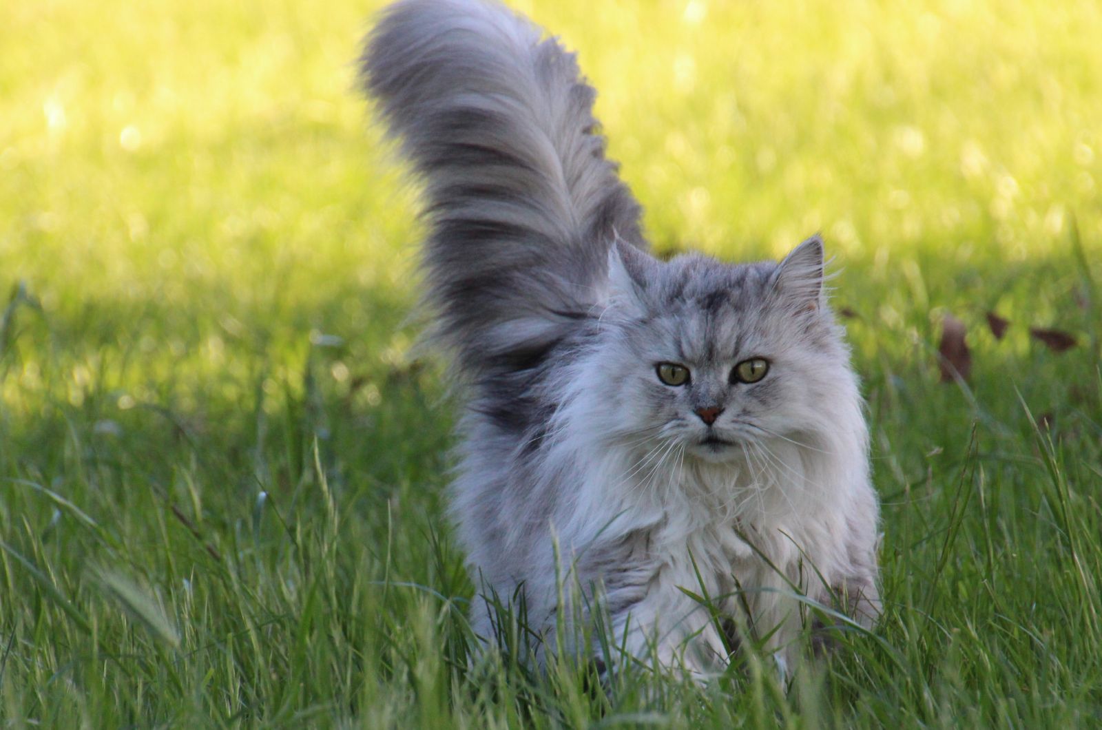 american longhair