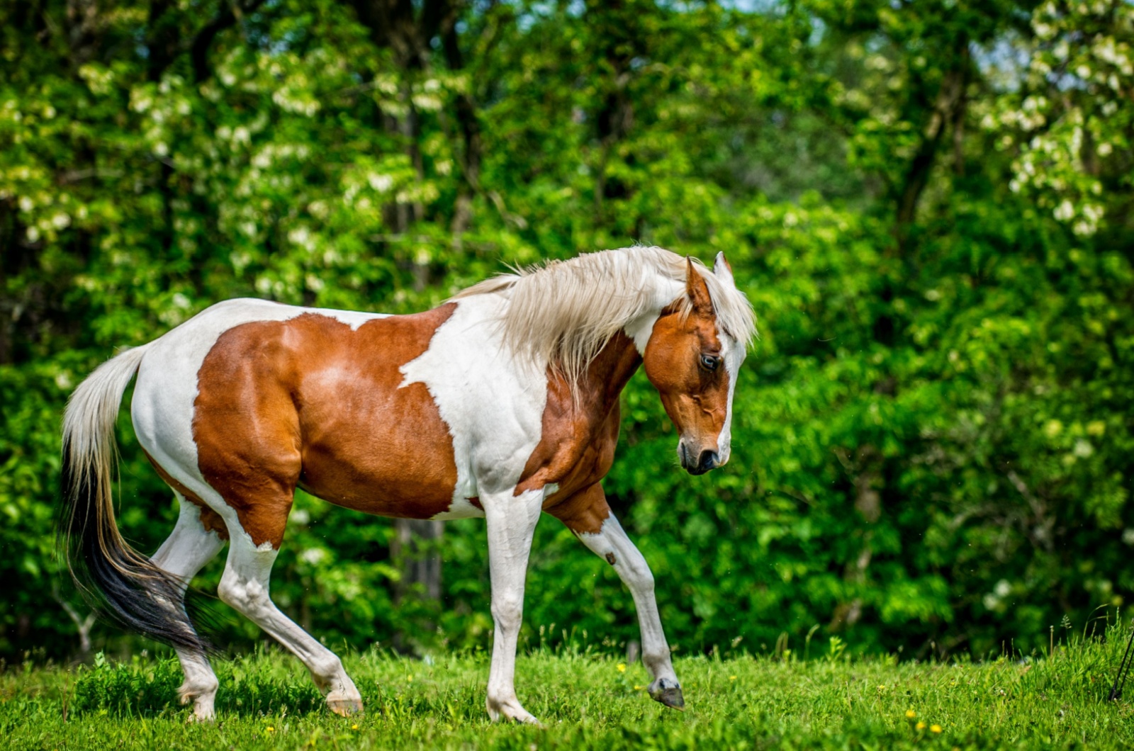 american paint horse