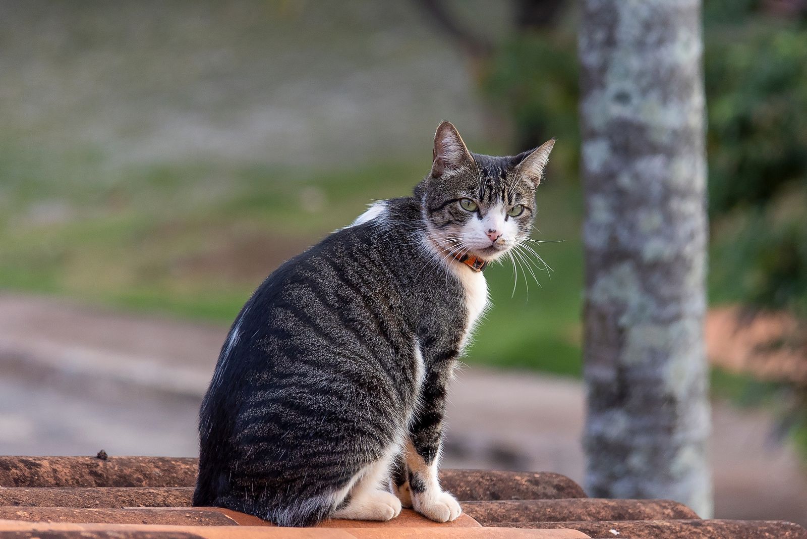 american wirehair cat