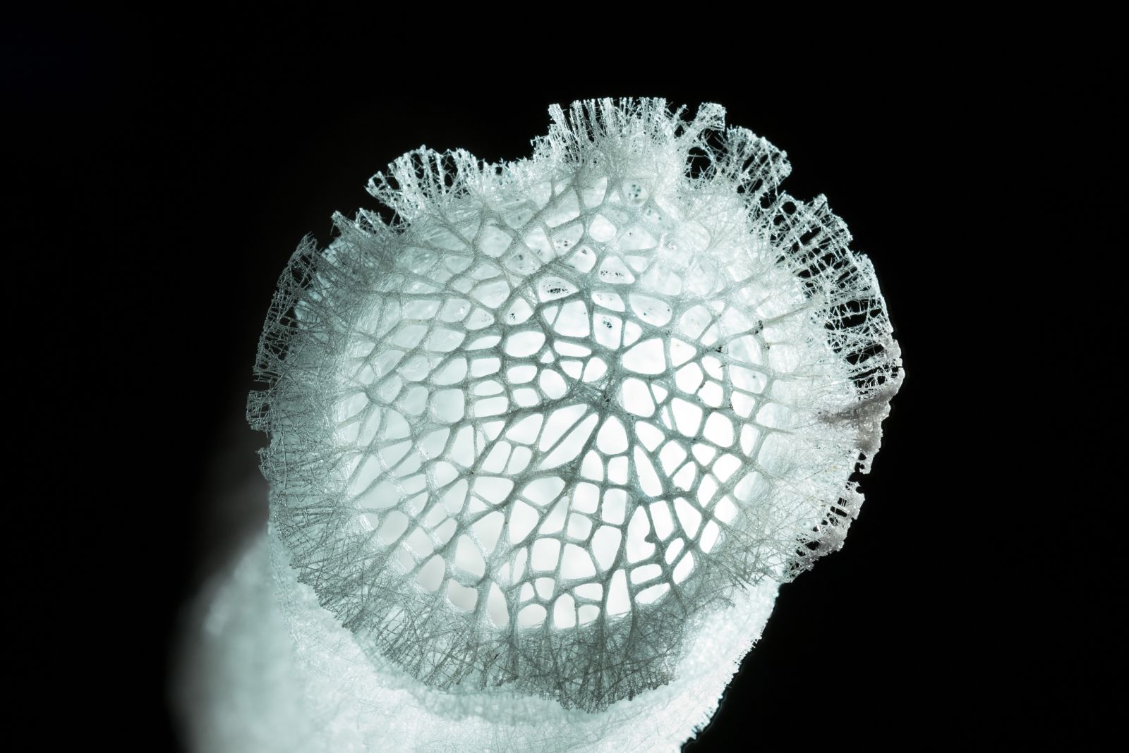 antarctic glass sponge