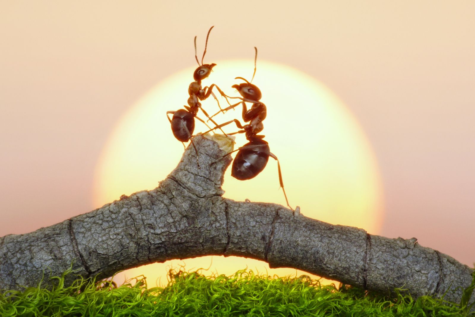 ants on a branch