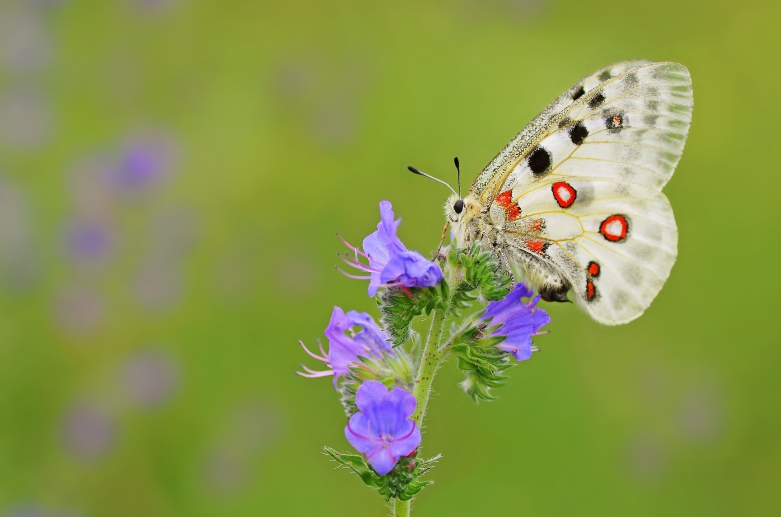 apollo butterfly