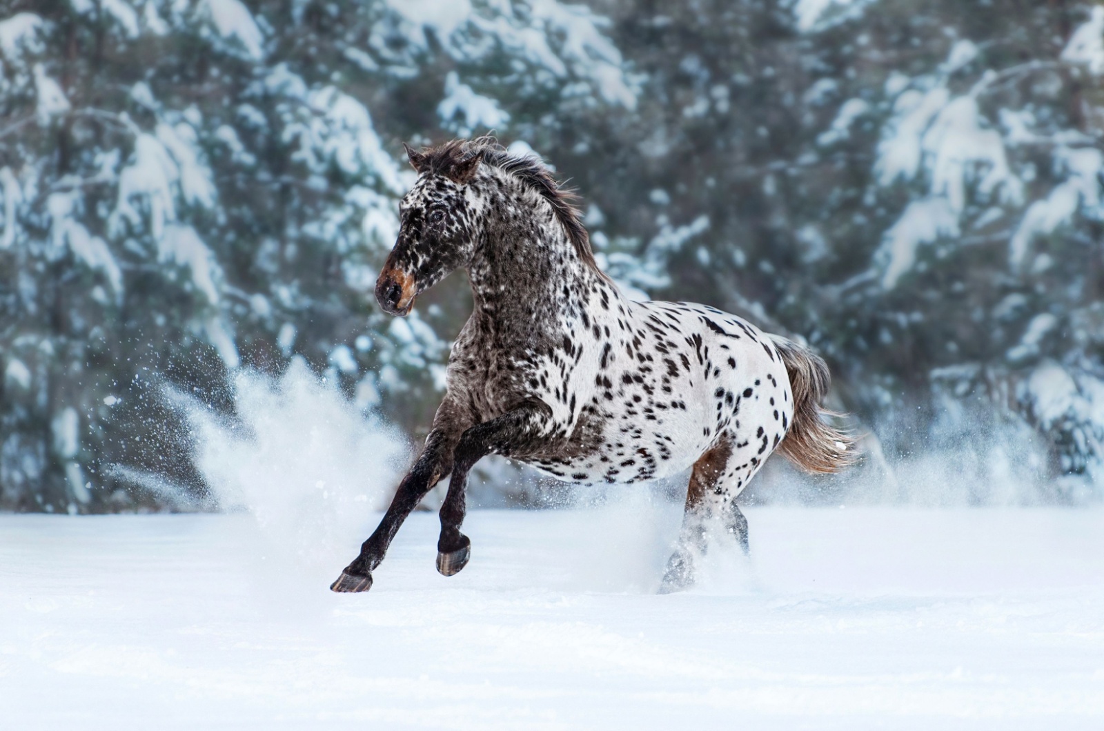 appaloosa horse in snow