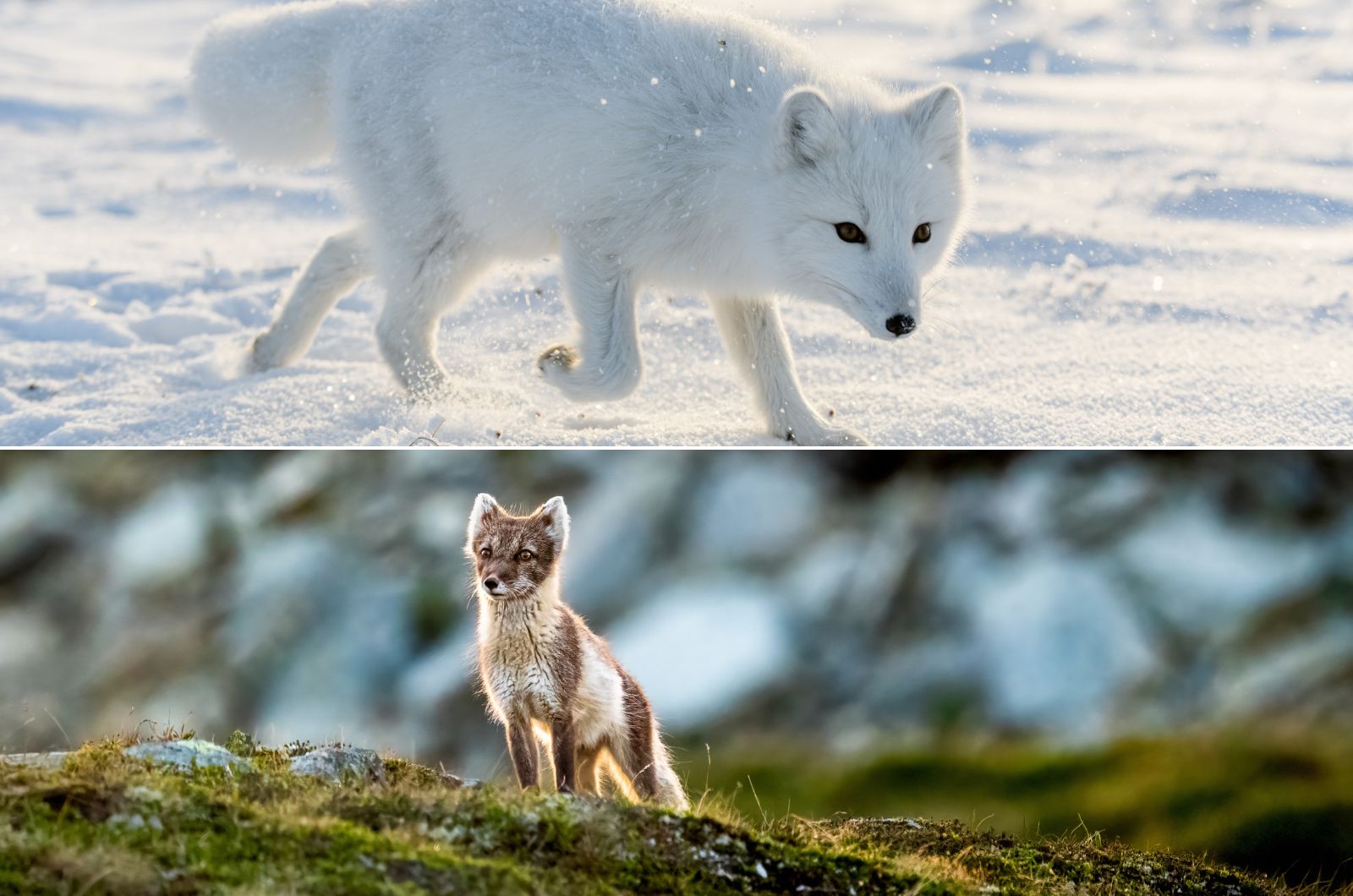 arctic fox