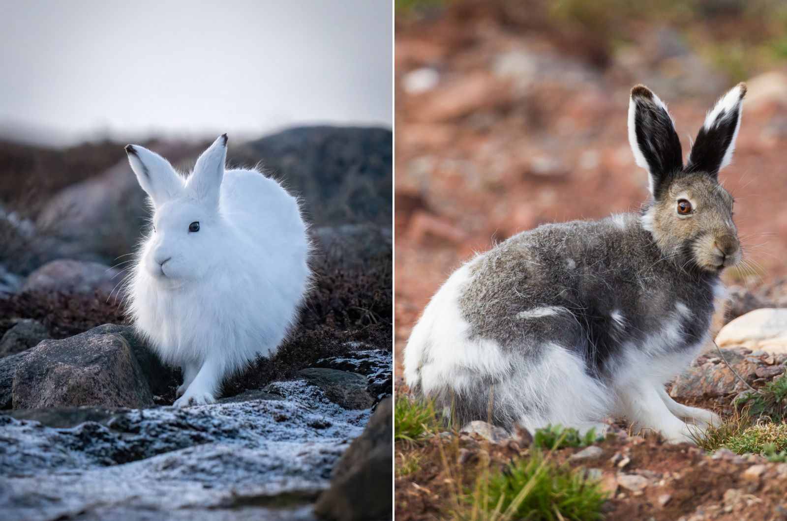 arctic hare