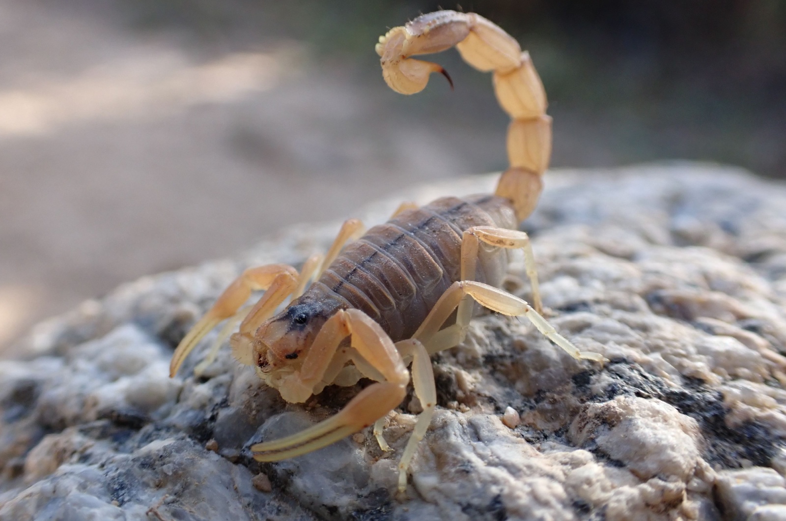 arizona bark scorpion