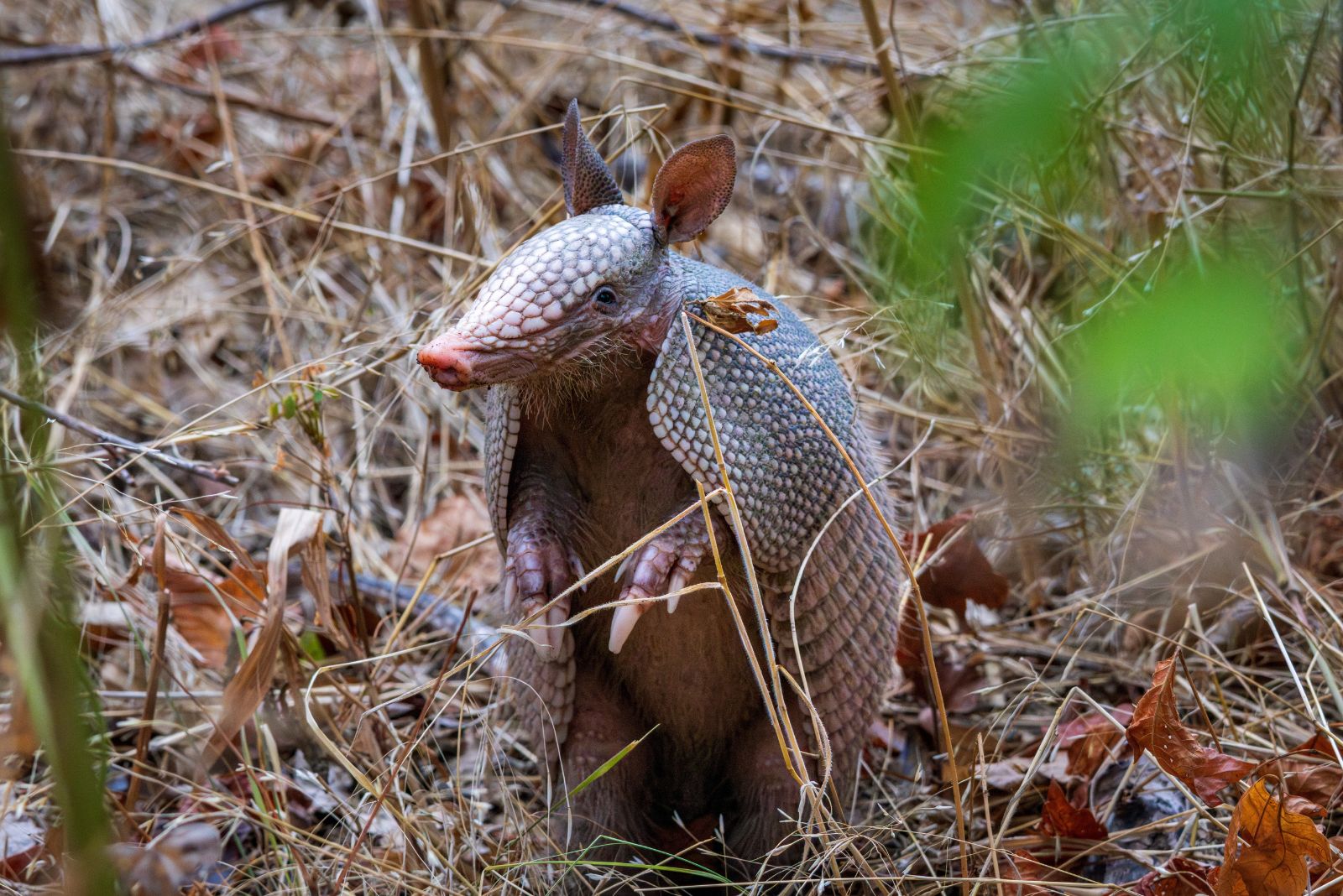 armadillo in the woods