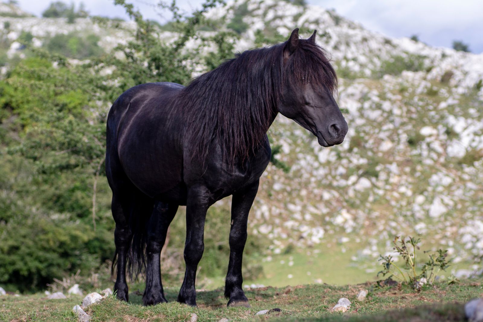 asturian pony