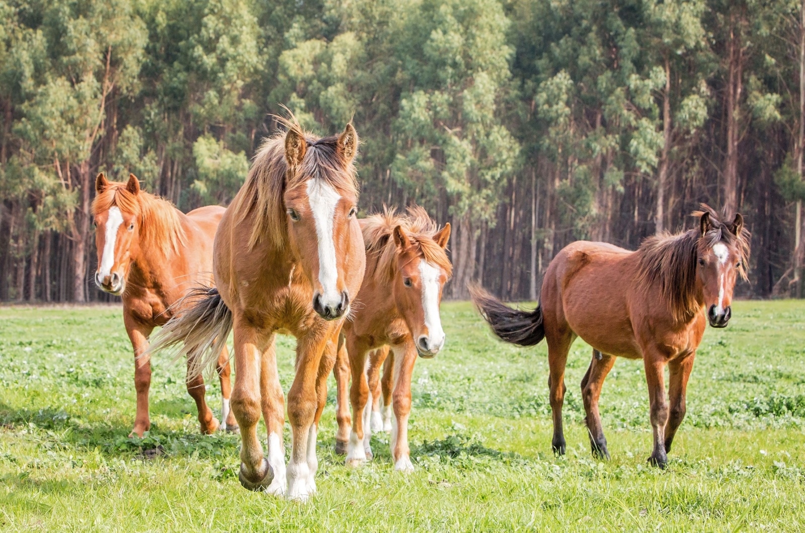 australian brumbies