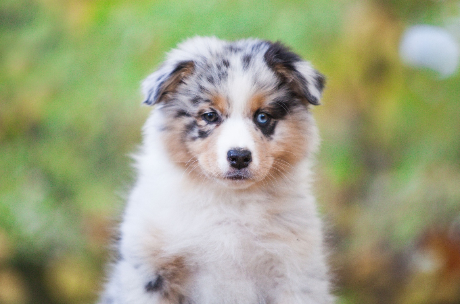 australian shepherd puppy