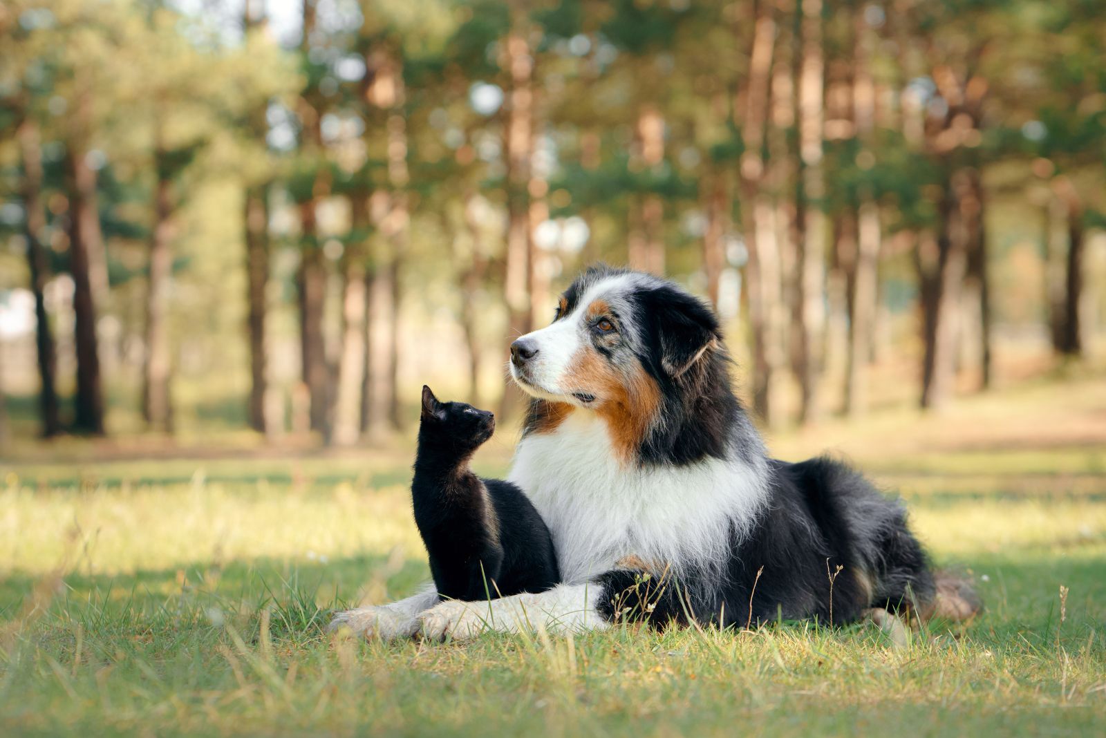 australian shepherd with cat